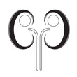 human kidney vector icon in black