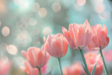 Fototapeta Tulipany - Pink tulips in pastel coral tints on blurry background