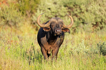 Wall Mural - An African buffalo (Syncerus caffer) in natural habitat, Mokala National Park, South Africa.