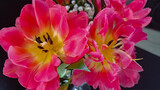 Fototapeta  - Różowy rozbity tulipan 
