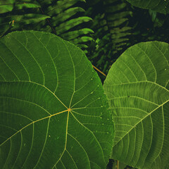 green leaf texture