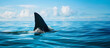 Great white shark fin breaching surface of the ocean