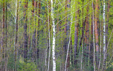 Canvas Print - Birches in the forest in spring