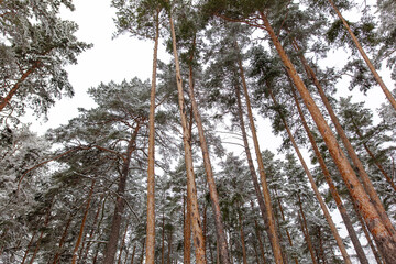 Wall Mural - Pine trees in the forest in the snow in winter