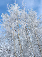 Canvas Print - Birch branches in white snow against the blue sky