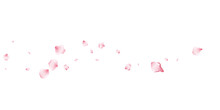 Flying Pink Petals Transparent Background. Beautiful Floral Overlay With Lots Of Rose Petals.