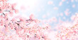 Horizontal banner with sakura flowers of pink color on blue sky backdrop. Beautiful nature spring background with a branch of blooming sakura. Sakura blossoming season in Japan