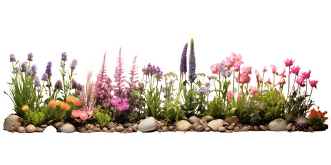 Poster - Several flower plants grow together, complete plants, some are flowering isolated on transparent background