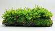 Background of white with carrageen moss