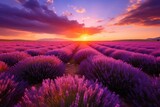 Fototapeta Kwiaty - Beautiful lavender field at sunset, A beautiful lavender field against the backdrop of a dramatic sunset, Ai generated