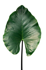 Wall Mural - green leaf plant isolated 