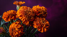 A Bunch Of Orange Marigolds, Their Bright And Bold Colors Captured In Stunning 4K HDR Against A Solid Purple Background, Creating An Image Full Of Energy And Warmth.