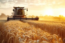 Seasonal Wheat Harvest By Combine, Concept Of Agricultural Business, Eco Products
