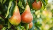 Harvest of ripe pears on a branch in the garden, agribusiness business concept, organic healthy food and non-GMO fruits with copy space 
