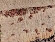 Feuerwanzen auf einem alten Holzbalken - Pyrrhocoridae
