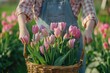 A woman gardener picks pink purple tulip flowers in the spring garden and puts the flowers in a basket