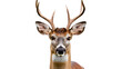 © AlimMahmud - Majestic Deer Chief isolated on transparent Background.png