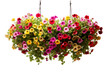 Overflowing blooms adorn hanging baskets with charm.
