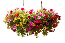 Overflowing Blooms Adorn Hanging Baskets With Charm.