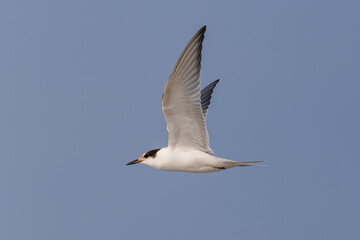 Wall Mural - Common tern (Sterna hirundo) flying over the beach on the East Frisian Island Juist, Germany.