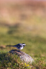 Poster - White wagtail on a rock in a meadow