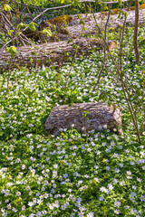 Canvas Print - Wood anemones on a meadow a sunny spring day