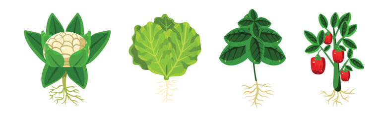 Sticker - Ripe Vegetable Agricultural Plant with Root Vector Set