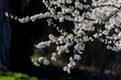 Teleaufnahme weiß blühender Zweige eines Kirschbaumes im Frühling vor dunklem Hintergrund
