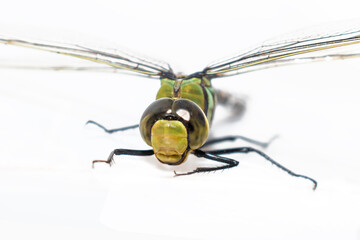 Sticker - Dragonfly (Anisoptera) isolated on white background.