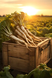 Fototapeta Kuchnia - Horseradish root harvested in a wooden box with field and sunset in the background. Natural organic fruit abundance. Agriculture, healthy and natural food concept. Vertical composition.