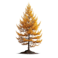 Wall Mural - larch tall tree isolated on transparent background