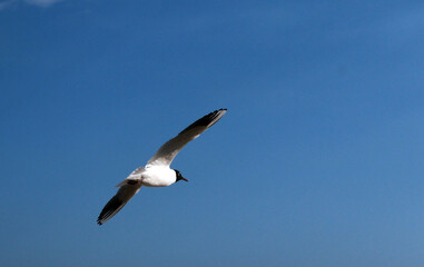 Poster - une mouette bel oiseau en vol