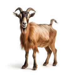 Wall Mural - goat on a white background