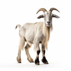 Wall Mural - goat on a white background