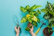 Female hands with gardening tools and houseplant on color background 