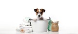 Fototapeta Przestrzenne - Curious Jack Russell Terrier Puppy with Cleaning Supplies in a White Bucket