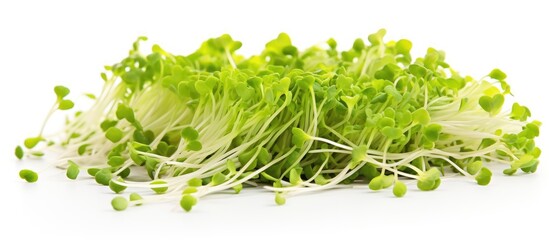 Wall Mural - Vibrant Alfalfa Sprouts Arranged Neatly on a Clean White Background for Freshness and Health
