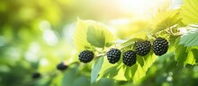 Juicy Unripe Blackberries Growing On The Vine In A Lush Garden Setting