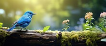 Serene Blue Bird Perched On A Log Amidst Lush Forest Greenery