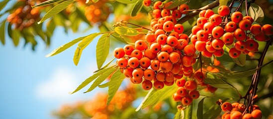 Poster - Vibrant Rowan Tree Laden with Luscious Crimson Berries in Close-up Nature Shot