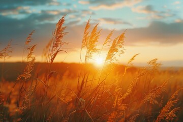 Aufkleber - Beautiful sunset over a field of tall grass. Perfect for nature and landscape backgrounds