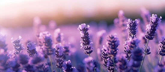 Poster - Sunlit Lavender Blooms: A Close-up View of the Pristine Summer Nature Background