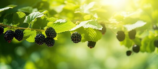 Poster - Ripe Blackberries on a Sunny Branch Ready for Harvesting in a Lush Garden