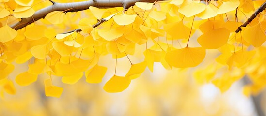 Poster - Vibrant Yellow Ginkgo Leaves Adorn Trees in Autumn Glow Nature Background