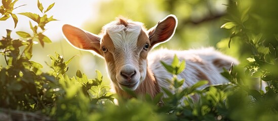 Hispanic young goat grazing peacefully in lush spring meadow under the sun