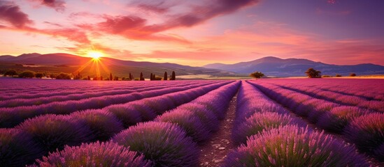 Aufkleber - Majestic Sunset Illuminating a Beautiful Lavender Field in Provence Countryside
