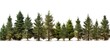 Serene Row of Young Pine Trees Against a Clean White Background