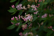 Beautiful pale pink flowers of Italian woodbine, Lonicera caprifolium