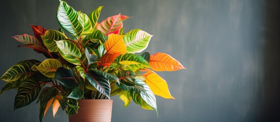 Aufkleber - Vibrant Croton Plant in Decorative Pot for Home Garden Decoration with Green Foliage