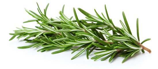 Wall Mural - Aromatic Rosemary Herb Plant Perfect for Culinary Creations and Home Remedies